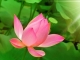 Suối Nguồn Tâm Linh  - Ajahn Chah (Part 6 - End)