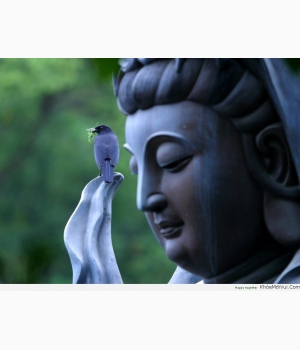 hình phật quan âm đẹp nhất